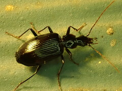 Platynus tenuicollis