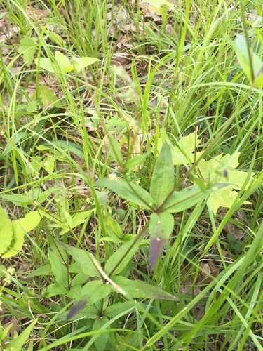 Image of Galium lanceolatum by (c) harrier, some rights reserved (CC BY)