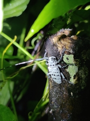 Pseudonemophas versteegii