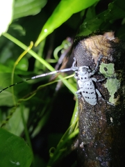 Pseudonemophas versteegii