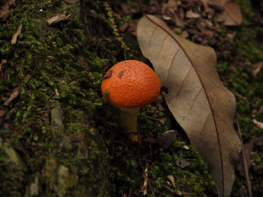 Amanita rubrovolvata · June 2022 · photo: © minhsuan (iNaturalist, cc-by)