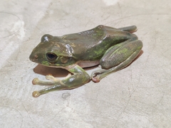 Zhangixalus smaragdinus