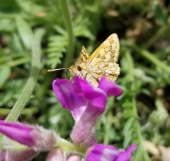 Carterocephalus mandan