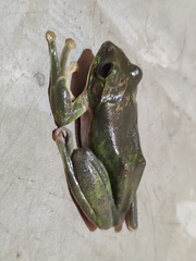 Zhangixalus smaragdinus