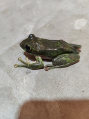 Zhangixalus smaragdinus