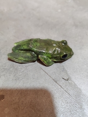 Zhangixalus smaragdinus