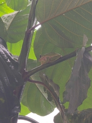 Zhangixalus smaragdinus