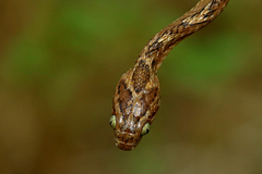 Boiga trigonata