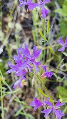 Clarkia biloba