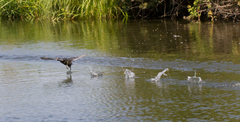 Fulica atra