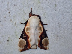 Formofentonia orbifer