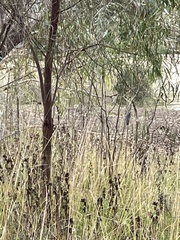 Platycercus eximius