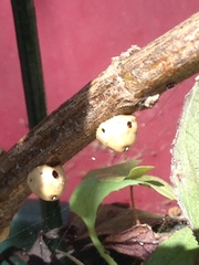 Ceroplastes cirripediformis