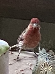 Haemorhous mexicanus