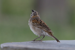 Passer rufocinctus