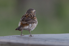 Passer rufocinctus