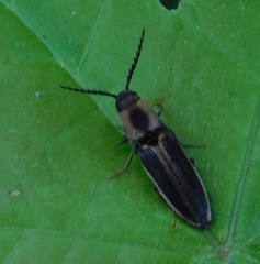 Megapenthes limbalis