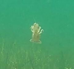 Upogebia affinis