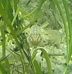 Upogebia affinis