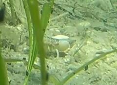Upogebia affinis