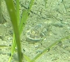 Upogebia affinis