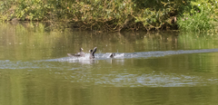 Fulica atra
