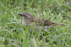 Passer rufocinctus