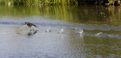 Fulica atra