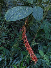 Palicourea sodiroi