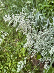 Poa arachnifera
