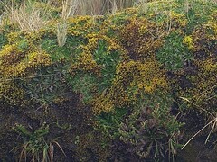 Hypochaeris sessiliflora