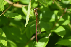 Lestes inaequalis