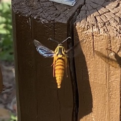 Paranthrene simulans