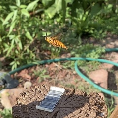 Paranthrene simulans