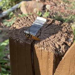 Paranthrene simulans