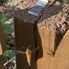 Paranthrene simulans