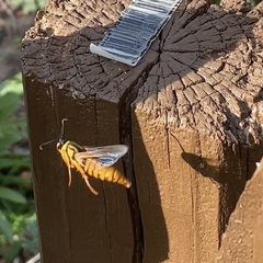 Paranthrene simulans