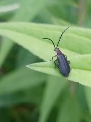 Polemius laticornis