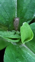 Agallia quadripunctata