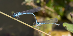 Enallagma cyathigerum