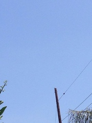 Streptopelia decaocto