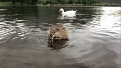 Ondatra zibethicus osoyoosensis