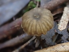 Entoloma austrorhodocalyx