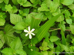 Eleutherine latifolia