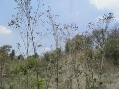Aldama buddlejiformis