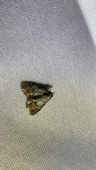 Epipaschia superatalis