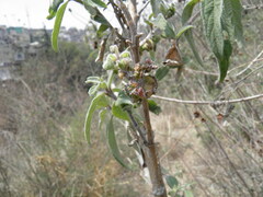 Aldama buddlejiformis