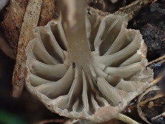 Entoloma austrorhodocalyx