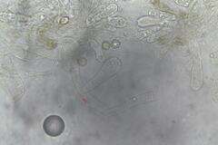 Entoloma austrorhodocalyx