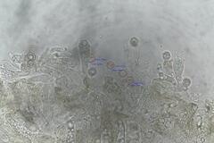 Entoloma austrorhodocalyx